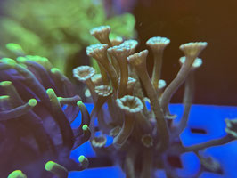 KORALLE 97 ULTRA ALVEO - Maximilian ​​