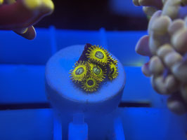 KORALLE 68 - PIKATCHU ZOANTHUS - FREI ZUM KAUF