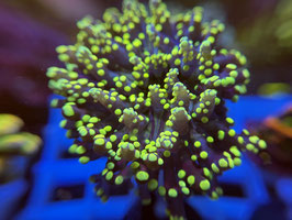 KORALLE 82 - Euphyllia paradivisa yellow - FREI ZUM KAUF