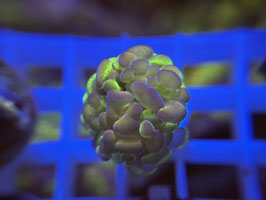 KORALLE 22 - NEON STEM PURPLE ORANGE TIPS PARAANCORA - IhreKleineWelt ​​