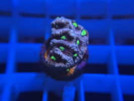 KORALLE 36 - KILL BILL FAVIA - Marcel Fliegner Mitglied (2 Monate) ​​