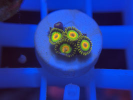 Koralle 2 - RASTA ZOANTHUS - FREI ZUM KAUF