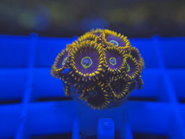 KORALLE 47 - RAINBOW HORNET ZOANTHUS