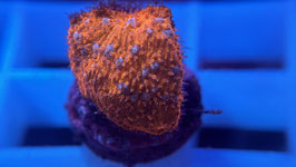 FROZEN LEPTOSERIS