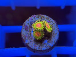 KORALLE 35 - AWSOME BLOSSOM ZOANTHUS