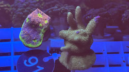 KORALLE 90 - green Montipora digitata - FREI ZUM KAUF