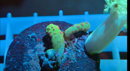 KORALLE 36 - ISAURUS TUBERCULATUS / TONGA SINULARIA