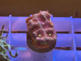 KORALLE 41 - KILL BILL FAVIA