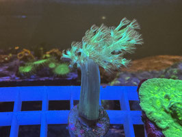 KORALLE 17 - FIJI GREEN SINULARIA