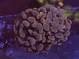 PINK/ GOLD PARAANCORA EUPHYLLIA - 2 HEADS