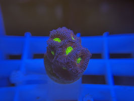 KORALLE 43 - AOI MICROMUSSA - FREI ZUM KAUF