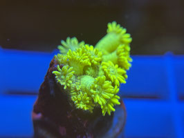 KORALLE 55 - YELLOW GONIOPORA