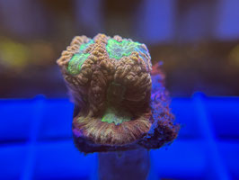 KORALLE 48 - GOLDRUSH FAVIA