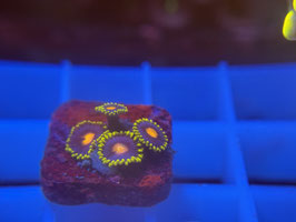 KORALLE 80 - Bumblebee zoanthus - @karinkaiser4338 ​​