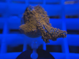 KORALLE 38 - MONTIPORA DIGITATA BUBBLEGUM