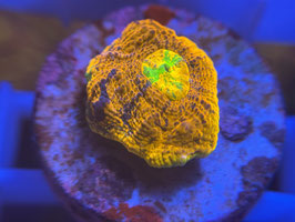 KORALLE 33 - RAINBOW CHALICE - Drago's Reef Aquarium Mitglied (1 Jahr) ​​