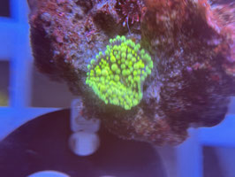 KORALLE 28 - RICORDEA FLORIDA - @Bettina-r8r ​​