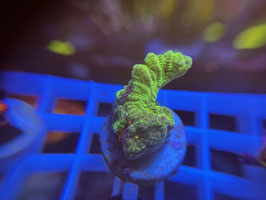 KORALLE 13 - SPACE INVADER PECTINIA - FREI ZUM KAUF