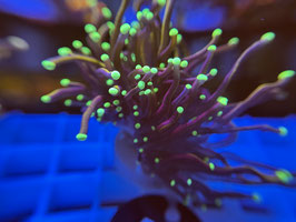 KORALLE 51 - DARK HELLFIRE TORCH