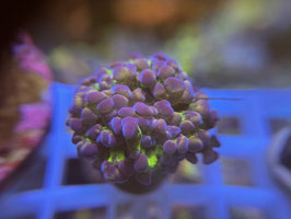 KORALLE 19 - RAINBOW PARAANCORA - @TheHasesmaus ​​