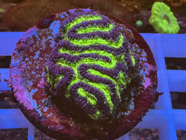 KORALLE 13 - ALIEN BRAIN PLATYGYRA