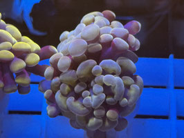 KORALLE 51 - PURPLE BRONCE PARAANCORA