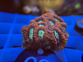 KORALLE 69 - MAGICAN FAVIA - Yasha’S Tank ​​