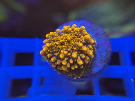 KORALLE 18 - ULTRA ORANGE RICORDEA YUMA - Hx Custom Garage ​​