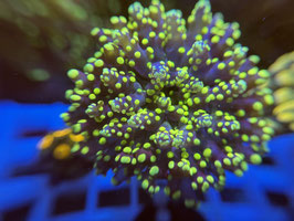 KORALLE 88 - ULTRA YELLOW TINGLE TANGLE BOB EUPHYLLIA