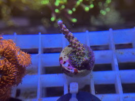 KORALLE 87 - K2 MERLIN STAFF ACROPORA