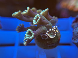 KORALLE 68 - ULTRA ALVEOPORA