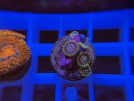 KORALLE 16 - BLACKBERRY VODOO ZOANTHUS - FREI ZUM KAUF