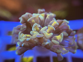 KORALLE 25 - GOLD STEMP TEAL TIPS PARAANCORA - Die Scheibengucker 