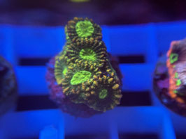 KORALLE 96 -citrus favia - FREI ZUM KAUF