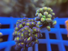 KORALLE 83 - HOLY HOLOGRAM KOMBI <3