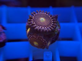 KORALLE 73 - MOWHAWK ZOANTHUS