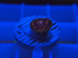 KORALLE 54  - CC FLAMING BROHICANS - Bastian Kaltofen Mitglied (1 Jahr) ​