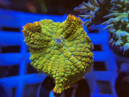 KORALLE 97 -TEQUILA SUNRISE RHODACTIS - FREI ZUM KAUF