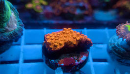 KORALLE 58 - GOLD BRICK ROAD CYPHASTREA