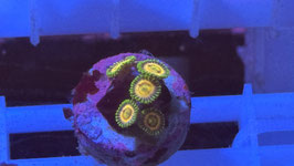 KORALLE 35 - LASER LEMON ZOANTHUS - @oliversander5146 ​  #3 ​
