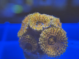 KORALLE 75 - ORANGE MICROMUSSA - Drago's Reef Aquarium Mitglied (1 Jahr) ​​