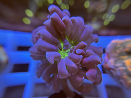 KORALLE 94 - PARAANCORA