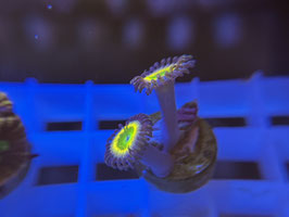 KORALLE 51 - TINKERBELL ZOANTHUS - Bastian Kaltofen Mitglied (1 Jahr) ​