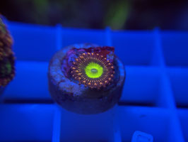 - KORALLE 56 - PINK HIPPO ZOANTHUS - FREI ZUM KAUF