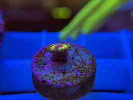 KORALLE 59 - LITTLE SHOP OF HORROR ZOANTHUS - Bastian Kaltofen Mitglied (1 Jahr) ​  #1 ​