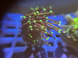 KORALLE 41 - DARK HELLFIRE TORCH - FREI ZUM KAUF