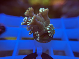 KORALLE 59 - ULTRA ALVEOPORA