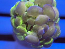 KORALLE 49 - BLOOCHY BLOSSOM MULTICOLOR PARANCORA