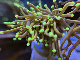 KORALLE 92 - DARK HELLFIRE TORCH - Steve ​​