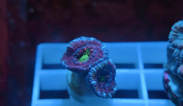 KORALLE 1 - BLUE/ GREEN AUSSIE ACAN - @TheFox930 ​
